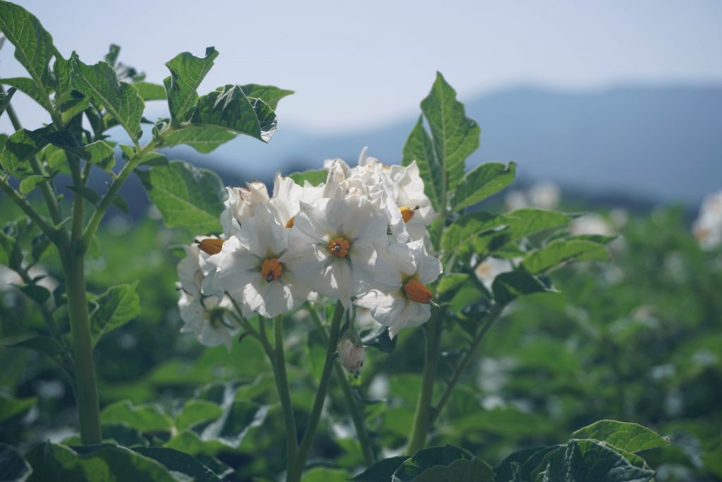 flowers