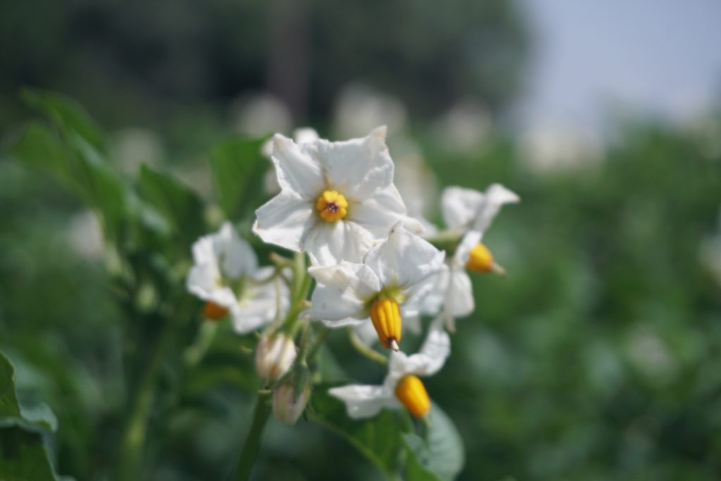 flowers