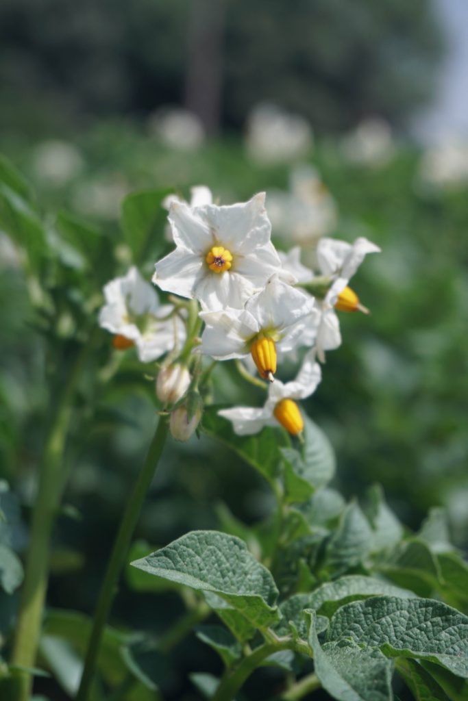 flowers