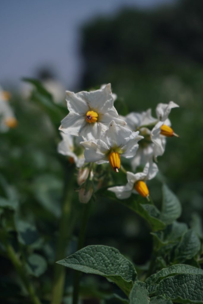 flowers