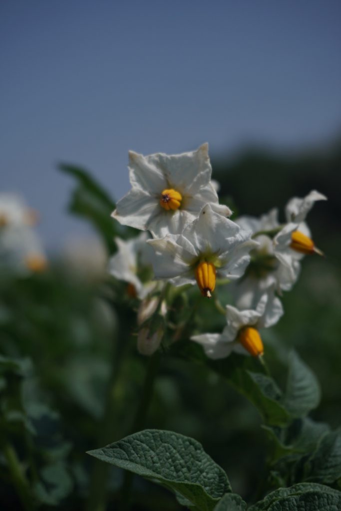 flowers