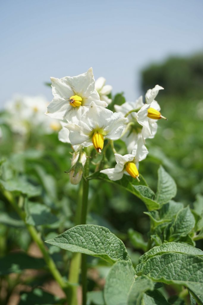 flowers