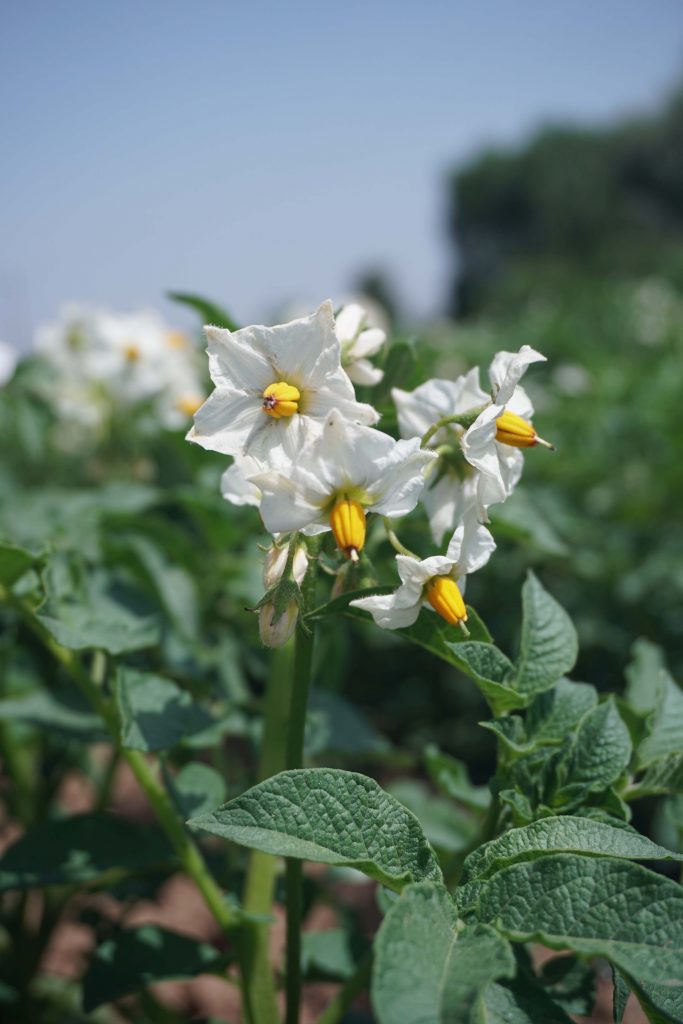 flowers